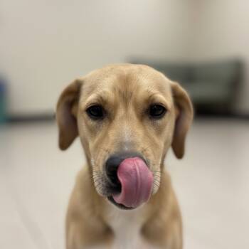 Rescue Mixed Breed Dogs for Adoption in Bastrop, Texas - Prue 25-10-061 | PetCurious