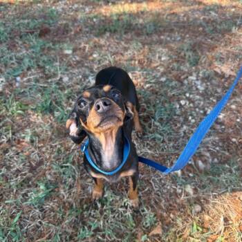 Trudy -  Chihuahua Dog for Adoption in New York, New York - Trudy | PetCurious