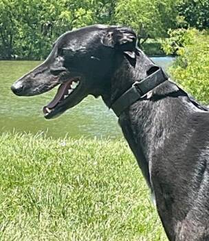 Xyla -  Greyhound Dog for Adoption in Dallas, Texas - Xyla | PetCurious
