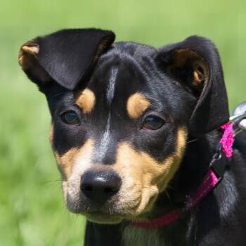 Bridgette -  Miniature Pinscher and Mixed Breed Dog for Adoption in South Elgin, Illinois - Bridgette | PetCurious