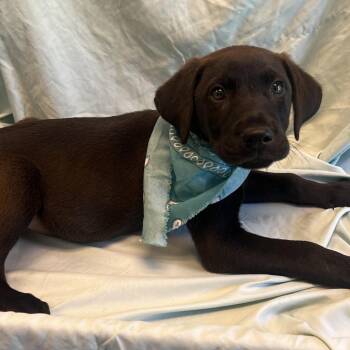 Nash -  Mixed Breed Dog for Adoption in Canal Winchester, Ohio - Nash | PetCurious