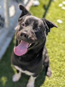 Rescue Jindo Dogs for Adoption in San Diego, California - Lobo | PetCurious