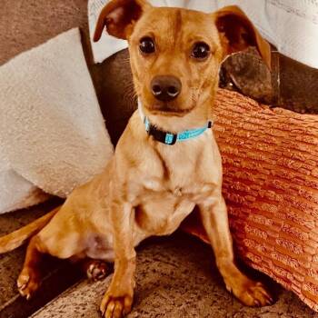 Chihuahua and Dachshund Dogs Available for Adoption in Houston, Texas - Goose | PetCurious