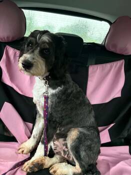Bernedoodle Dogs Available for Adoption in Hop Bottom, Pennsylvania - Lady | PetCurious