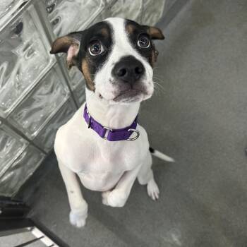 Mixed Breed and Beagle Dogs Available for Adoption - Goose | PetCurious