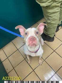 Rescue Mixed Breed Dogs for Adoption in West Palm Beach, Florida - ALOUETTE | PetCurious