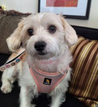 Mopsy -  Maltese Dog for Adoption in Mundelein, Illinois - Mopsy | PetCurious