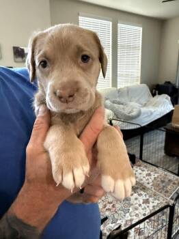 Labrador Retriever Dogs Available for Adoption in Penryn, California - Mary Ann | PetCurious