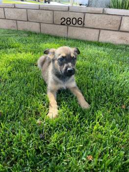 German Shepherd Dog Dogs Available for Adoption in Victorville, California - George | PetCurious