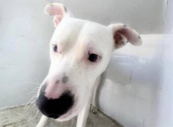 A657013 -  Pit Bull Terrier Dog Available for Adoption in Houston, Texas - A657013 | PetCurious