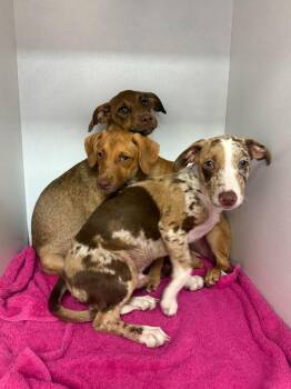 Thimann -  Catahoula Leopard Dog and Terrier Dog for Adoption in Sorrento, Louisiana - Thimann | PetCurious