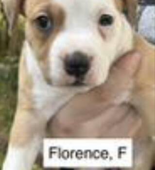 Florence -  Labrador Retriever and American Bulldog Dog for Adoption in Parma, Ohio - Florence | PetCurious