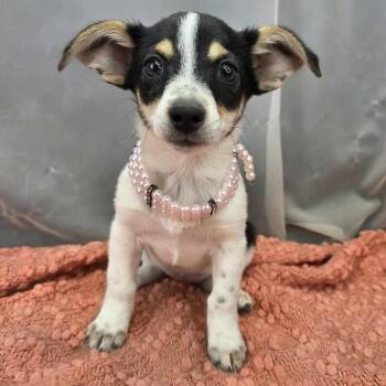 Chihuahua and Rat Terrier Dogs Available for Adoption in Foley, Alabama - Kahlua | PetCurious