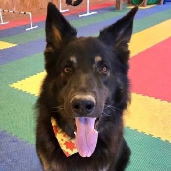 Rescue German Shepherd Dog Dogs for Adoption in Scottsburg, Indiana - TIMBER | PetCurious