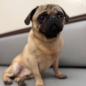 Pug Dogs Available for Adoption in Seattle, Washington - Luke | PetCurious