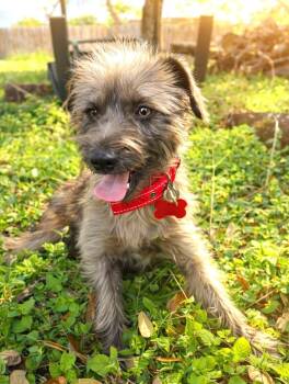 Norfolk Terrier and Wirehaired Terrier Dogs Available for Adoption in Boerne, Texas - Emberlyn | PetCurious