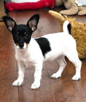 Liberty -  Terrier and Chihuahua Dog for Adoption in Savannah, Georgia - Liberty | PetCurious