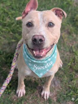 SYMBA -  Mixed Breed Dog for Adoption in Jacksonville, Florida - SYMBA | PetCurious