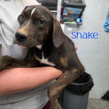 Shake -  Hound and Mixed Breed Dog for Adoption in Waynesboro, Pennsylvania - Shake | PetCurious