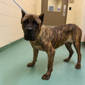 Mercy -  Mixed Breed Dog for Adoption in Memphis, Tennessee - Mercy | PetCurious