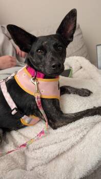 Rescue Basenji Dogs for Adoption in Parker, Colorado - Ali | PetCurious