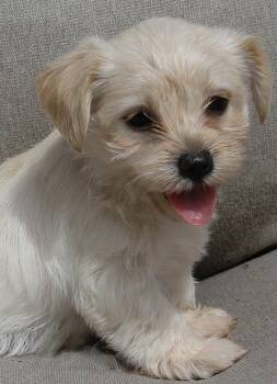 Mateo -  Shih Tzu and Yorkshire Terrier Dog for Adoption in Monroe, North Carolina - Mateo | PetCurious
