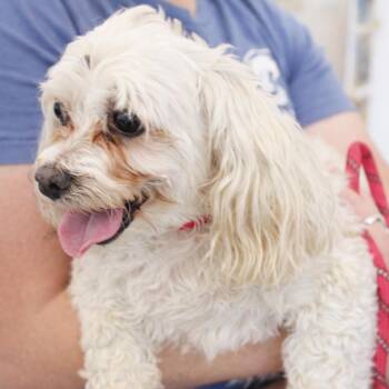Maltese Dogs Available for Adoption in Gloucester, Virginia - Tinkerbell (Not The Cat) | PetCurious