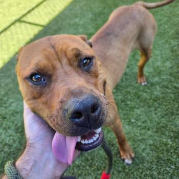 Chris Toe Fur -  Mixed Breed Dog for Adoption in Greensboro, North Carolina - Chris Toe Fur | PetCurious