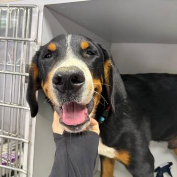 Rocky -  Greater Swiss Mountain Dog Dog for Adoption in West Chester, Pennsylvania - Rocky | PetCurious