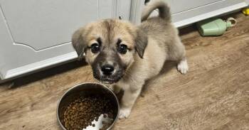 Hercules -  Anatolian Shepherd and Great Pyrenees Dog for Adoption in Dallas, Texas - Hercules | PetCurious