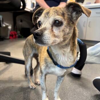 Bailey -  Mixed Breed Dog for Adoption in Allentown, Pennsylvania - Bailey | PetCurious