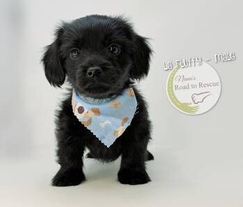 Pekingese and Dachshund Dogs Available for Adoption in Benton, Louisiana - La Fluffy | PetCurious