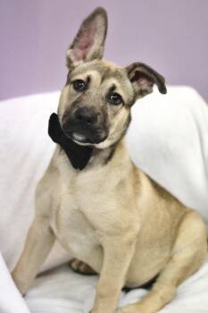 Shepherd Dogs Available for Adoption in Manchester, New Hampshire - Heath In NH!Come Meet Our Adoptable Dogs Wednesday-Saturday. Mor | PetCurious