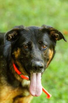 Rescue German Shepherd Dog and Australian Shepherd Dogs for Adoption in Parsons, West Virginia - Sage | PetCurious
