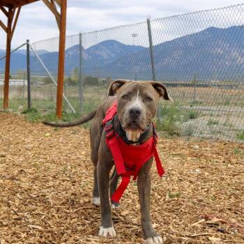 American Staffordshire Terrier Dogs Available for Adoption in Taos, New Mexico - Rusty | PetCurious