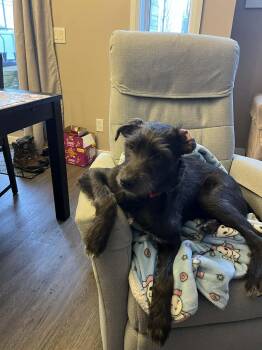 Terrier Dogs Available for Adoption - Bob | PetCurious