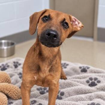 Levi -  Dachshund and Mixed Breed Dog for Adoption in Largo, Florida - Levi | PetCurious