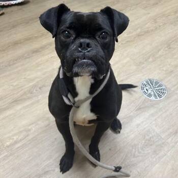 Koda -  Boxer and Mixed Breed Dog for Adoption in Lyndhurst, Virginia - Koda | PetCurious