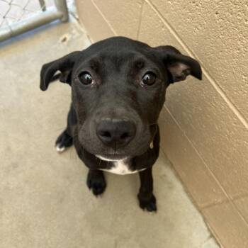 Starr -  American Staffordshire Terrier Dog for Adoption in Ojai, California - Starr | PetCurious