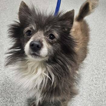 Pomeranian Dogs Available for Adoption - Lil Bow Wow | PetCurious
