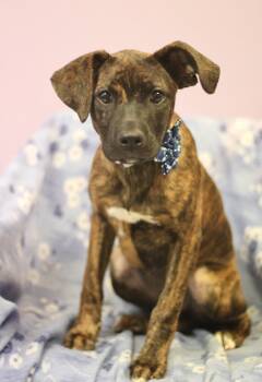 Hound Dogs Available for Adoption in Manchester, New Hampshire - Pop In NH! Come Meet Our Adoptable Dogs Wednesday-Saturday. More | PetCurious