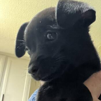 Astrid FC AS -  Dachshund and Mixed Breed Dog for Adoption in Union, Missouri - Astrid FC AS | PetCurious