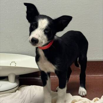Cahoots -  Border Collie Dog for Adoption in Oakland, California - Cahoots | PetCurious