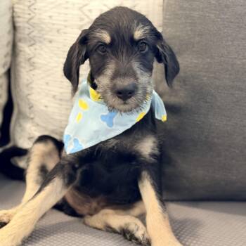 Clampett - Those eyebrows OMG 3 siblings -  Schnauzer Dog for Adoption in Mettawa, Illinois - Clampett - Those Eyebrows OMG 3 Siblings | PetCurious