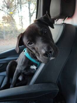 Rescue Pit Bull Terrier and Mixed Breed Dogs for Adoption in Atlanta, Georgia - Happy | PetCurious