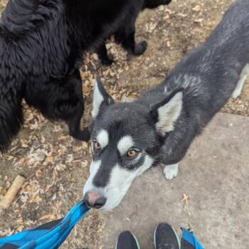 Rescue Husky and Mixed Breed Dogs for Adoption in Buffalo, Minnesota - Juniper | PetCurious