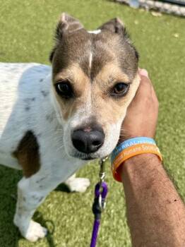 Pebbles -  Mixed Breed Dog for Adoption in Wichita, Kansas - Pebbles | PetCurious