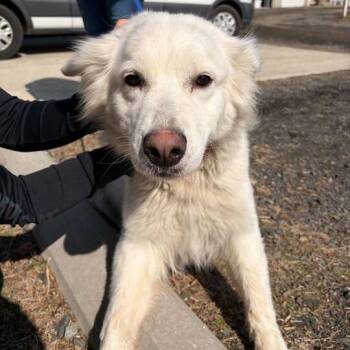 Mixed Breed Dogs Available for Adoption - Tyra | PetCurious