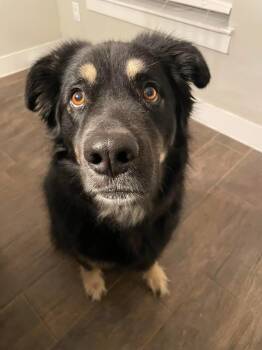 German Shepherd Dog and Black Labrador Retriever Dogs Available for Adoption in Garland, Texas - Oliver  | PetCurious