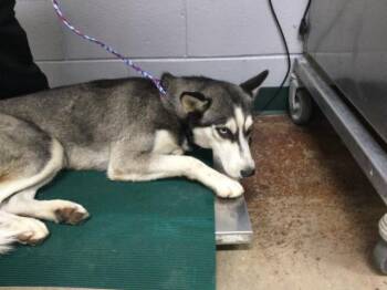 Rescue Siberian Husky Dogs for Adoption in Thousand Palms, California - ATHENA | PetCurious